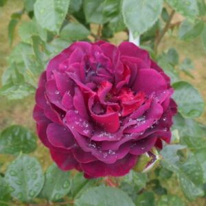 Rosa 'Katie's Rose®' - vörös - virágágyi floribunda rózsa
