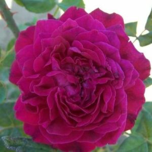 Rosa 'Arthur de Sansal®' - lila - történelmi - damaszkuszi rózsa