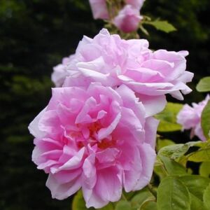 Rosa 'Quatre Saisons®' - rózsaszín - történelmi - damaszkuszi rózsa