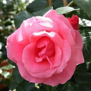 Rosa 'Tanklewi®' - rózsaszín - climber, futó rózsa