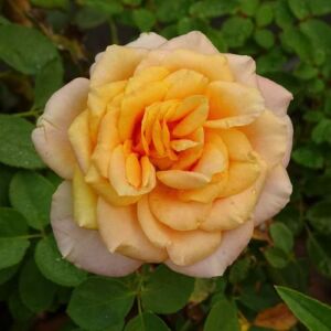 Rosa 'Rémy Martin®' - narancssárga - teahibrid rózsa