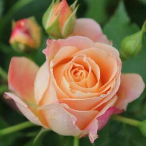 Rosa 'Dolce Vita®' - sárga - virágágyi floribunda rózsa