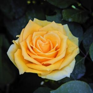 Rosa 'Alba Chiara®' - sárga - teahibrid rózsa