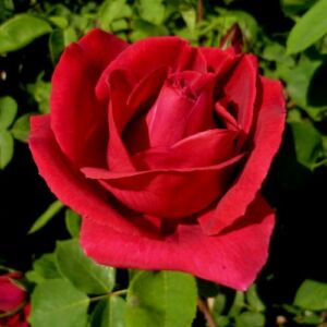 Rosa 'Ljuba Rizzoli®' - vörös - teahibrid rózsa