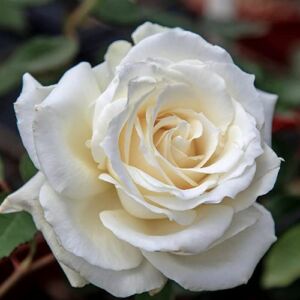 Rosa 'Letizia®' - fehér - teahibrid rózsa