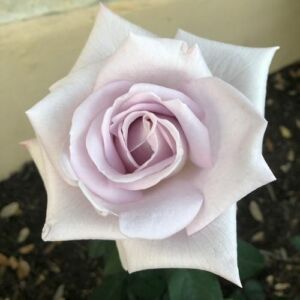 Rosa 'Stainless Steel®' - lila - teahibrid rózsa