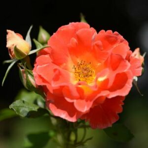 Rosa 'Miss Tango®' - narancssárga - virágágyi floribunda rózsa