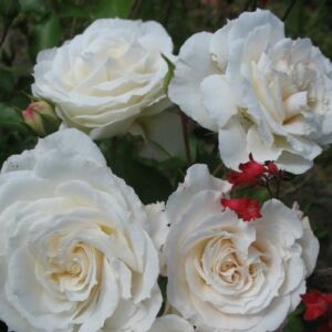 Rosa 'Barnifum®' - fehér - virágágyi floribunda rózsa