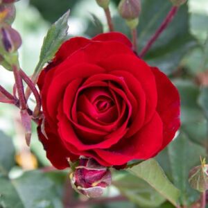 Rosa 'Red Spot®' - vörös - virágágyi floribunda rózsa