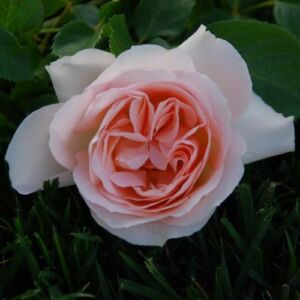 Rosa 'Sans Souci®' - rózsaszín - virágágyi floribunda rózsa