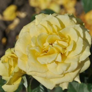 Rosa 'Baralight®' - sárga - teahibrid rózsa