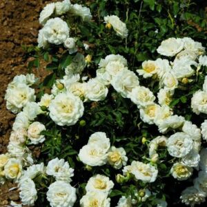 Rosa 'Barfai®' - fehér - talajtakaró rózsa