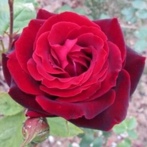 Rosa 'Perla Negra' - vörös - teahibrid rózsa