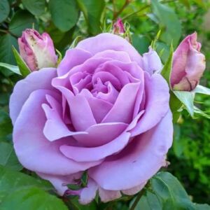 Rosa 'Indigoletta' - lila - climber, futó rózsa