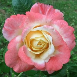 Rosa 'Fiji' - fehér - rózsaszín - teahibrid rózsa