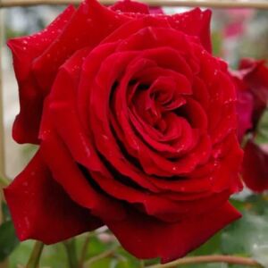 Rosa 'Salammbo' - vörös - climber, futó rózsa