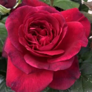 Rosa 'La Rose Monsieur' - vörös - nosztalgia rózsa