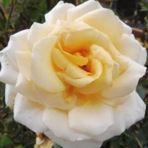 Rosa 'Angie' - sárga - virágágyi floribunda rózsa