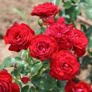 Rosa 'Delmillon' - vörös - virágágyi polianta rózsa