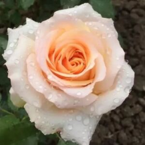 Rosa 'Saudeci' - világos sárga - teahibrid rózsa