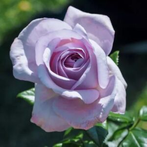 Rosa 'The Pride' - lila - teahibrid rózsa