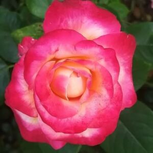 Rosa 'Barolbcel' - vörös - sárga - teahibrid rózsa
