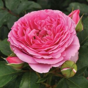 Rosa 'Mileva™' - rózsaszín - nosztalgia rózsa
