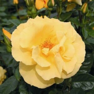 Rosa 'Dukat®' - sárga - climber, futó rózsa