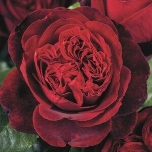 Rosa 'Admiral®' - vörös - nosztalgia rózsa