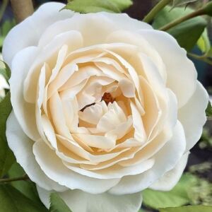 Rosa 'Uetersener Klosterrose®' - fehér - sárga - climber, futó rózsa
