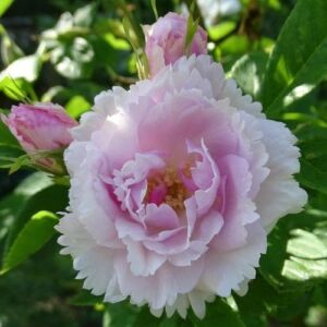 Rosa 'Fimbriata' - fehér - történelmi - régi kerti rózsa