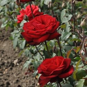 Rosa 'Burgundy™' - vörös - teahibrid rózsa