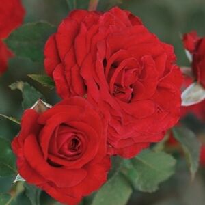Rosa 'Carmine™' - vörös - teahibrid rózsa