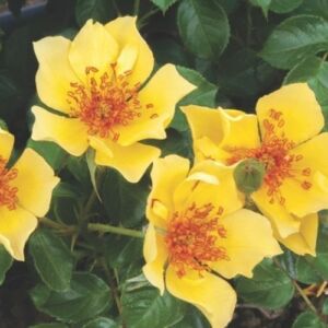 Rosa 'Ducat™' - sárga - virágágyi floribunda rózsa