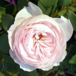 Rosa 'Herzogin Christiana®' - rózsaszín - virágágyi floribunda rózsa