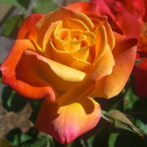 Rosa 'Joseph's Coat' - narancssárga - climber, futó rózsa