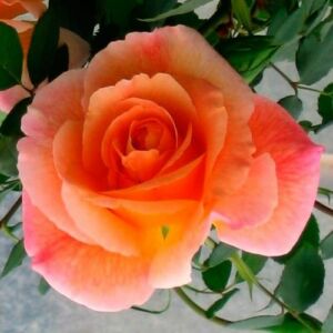 Rosa 'Puerta del Sol' - sárga - climber, futó rózsa