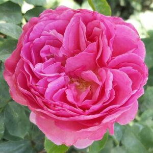 Rosa 'Renée Van Wegberg™' - rózsaszín - nosztalgia rózsa