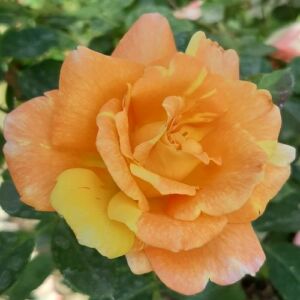Rosa 'Vizantina™' - narancssárga - fehér - virágágyi floribunda rózsa
