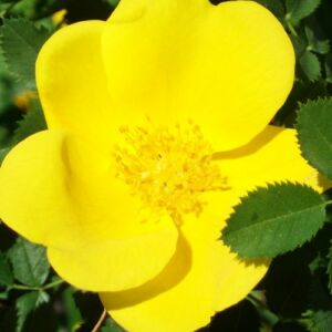 Rosa 'Foetida' - sárga - vadrózsa
