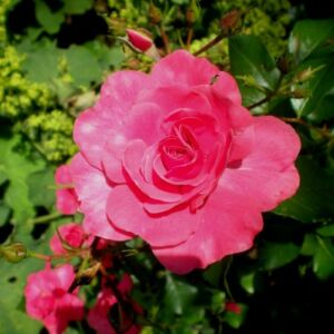 Rosa 'Bad Birnbach ®' - rózsaszín - virágágyi floribunda rózsa