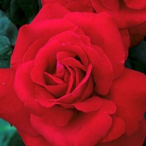 Rosa 'Liebeszauber 91®' - vörös - teahibrid rózsa