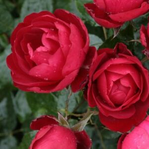 Rosa 'Milano®' - vörös - virágágyi floribunda rózsa