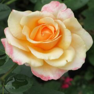 Rosa 'Oh Happy Day®' - sárga - teahibrid rózsa