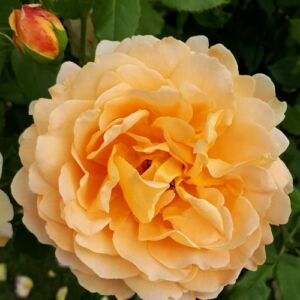 Rosa 'Sonnenwelt®' - sárga - virágágyi floribunda rózsa