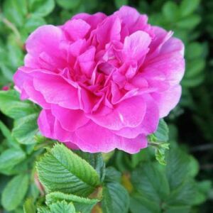 Rosa 'Hansa®' - rózsaszín - parkrózsa