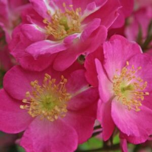 Rosa 'Lupo®' - rózsaszín - törpe - mini rózsa