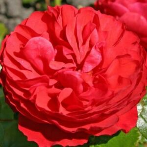 Rosa 'Cherry Girl®' - piros - virágágyi floribunda rózsa
