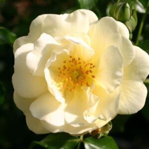 Rosa 'Sunny Rose®' - sárga - virágágyi floribunda rózsa