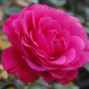 Rosa 'Rózsaszín' - rózsaszín - virágágyi floribunda rózsa